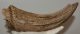 Bison sp. partial horn bone (246 mm)