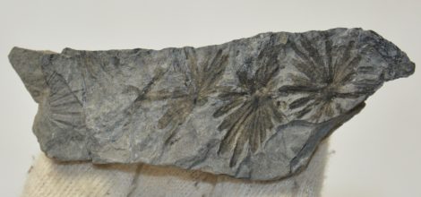 Annularia stellata fossil from Spain