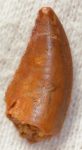 Deltadromeus agilis dinoszaurusz fog