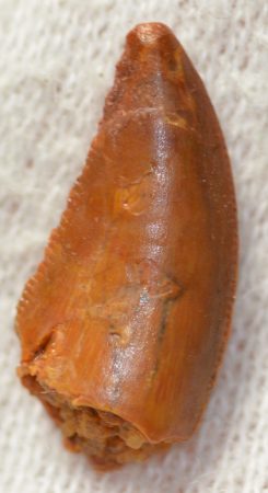 Deltadromeus agilis dinoszaurusz fog Deltadromeus agilis dinoszaurusz fog