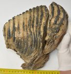   Mammuthus primigenius gyapjas mamut rlszleges fog (4476 gramm)