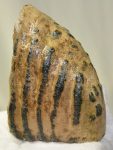 Mammuthus primigenius részleges fog (862 grams)