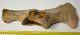  Rhinoceros partial plevis bone (402 mm)