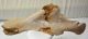 Orrszarvú részleges medence csont (402 mm)