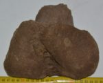   Mammuthus meridionalis részleges calcaneus csont (1525 gramm)