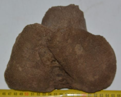 Mammuthus meridionalis részleges calcaneus csont (1525 gramm)