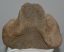 Mammuthus meridionalis részleges calcaneus csont (1525 gramm)