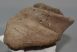 Mammuthus meridionalis részleges calcaneus csont (1525 gramm)
