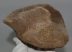 Mammuthus meridionalis részleges calcaneus csont (1525 gramm)