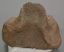 Mammuthus meridionalis részleges calcaneus csont (1525 gramm)