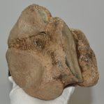 Mammuthus sp. részleges calcaneus csont (1320 gramm)