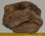 Mammuthus sp. részleges calcaneus csont (1320 gramm)