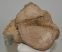 Mammuthus sp. részleges calcaneus csont (1320 gramm)