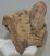 Mammuthus sp. részleges calcaneus csont (1320 gramm)