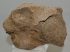 Mammuthus sp. részleges calcaneus csont (1320 gramm)