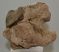 Mammuthus sp. részleges calcaneus csont (1320 gramm)