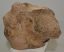 Mammuthus sp. részleges calcaneus csont (1320 gramm)