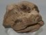 Mammuthus sp. részleges calcaneus csont (1320 gramm)