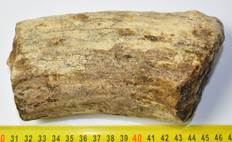  Alces latifrons partial antler (831 grams)