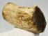  Alces latifrons partial antler (831 grams)