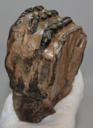 Mammuthus meridionalis részleges fog (931 gramm) ELFOGYOTT (M) 06