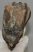 Mammuthus meridionalis részleges fog (931 gramm) ELFOGYOTT (M) 06