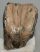 Mammuthus meridionalis részleges fog (931 gramm) ELFOGYOTT (M) 06