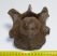 Rhinoceros seventh cervical vertebra SOLD (KV) 11