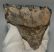 Mammuthus meridionalis részleges fog (499 gramm) Mammuthus meridionalis részleges fog (499 gramm)