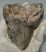 Mammuthus meridionalis részleges fog (499 gramm) Mammuthus meridionalis részleges fog (499 gramm)