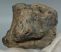 Mammuthus meridionalis részleges fog (499 gramm) Mammuthus meridionalis részleges fog (499 gramm)