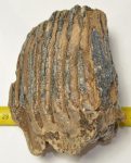 Mammuthus primigenius részleges fog (815 gramm)