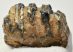 Mammuthus meridionalis részleges fog (524 gramm)