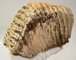 Elephas hysudrindicus tooth (4134 grams) SOLD (PA) 07