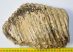 Elephas hysudrindicus fog (4134 grams) ELFOGYOTT (PA) 07