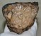 Mammuthus sp. részleges mamut fog (529 gramm)