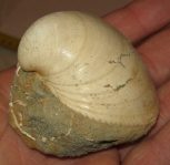 Kagyló kövületek