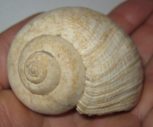 Gastropods fossils
