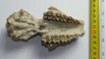Oligocen aged vertebra fossils