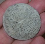 Coral fossils